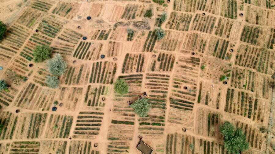 An aerial view of WFP-supported community gardens in Niger's Tillaberi region, which are part of a broader, multi-partner Sahel resilience initiative. Photo: WFP/Souleymane Ag Anara 