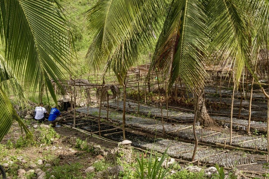 A plant nursery in Camp Suran, the Philippines. Indigenous Teduray People's and former fighters are helping renew a region suffering from deforestation. Photo: WFP/Rein Skullerud